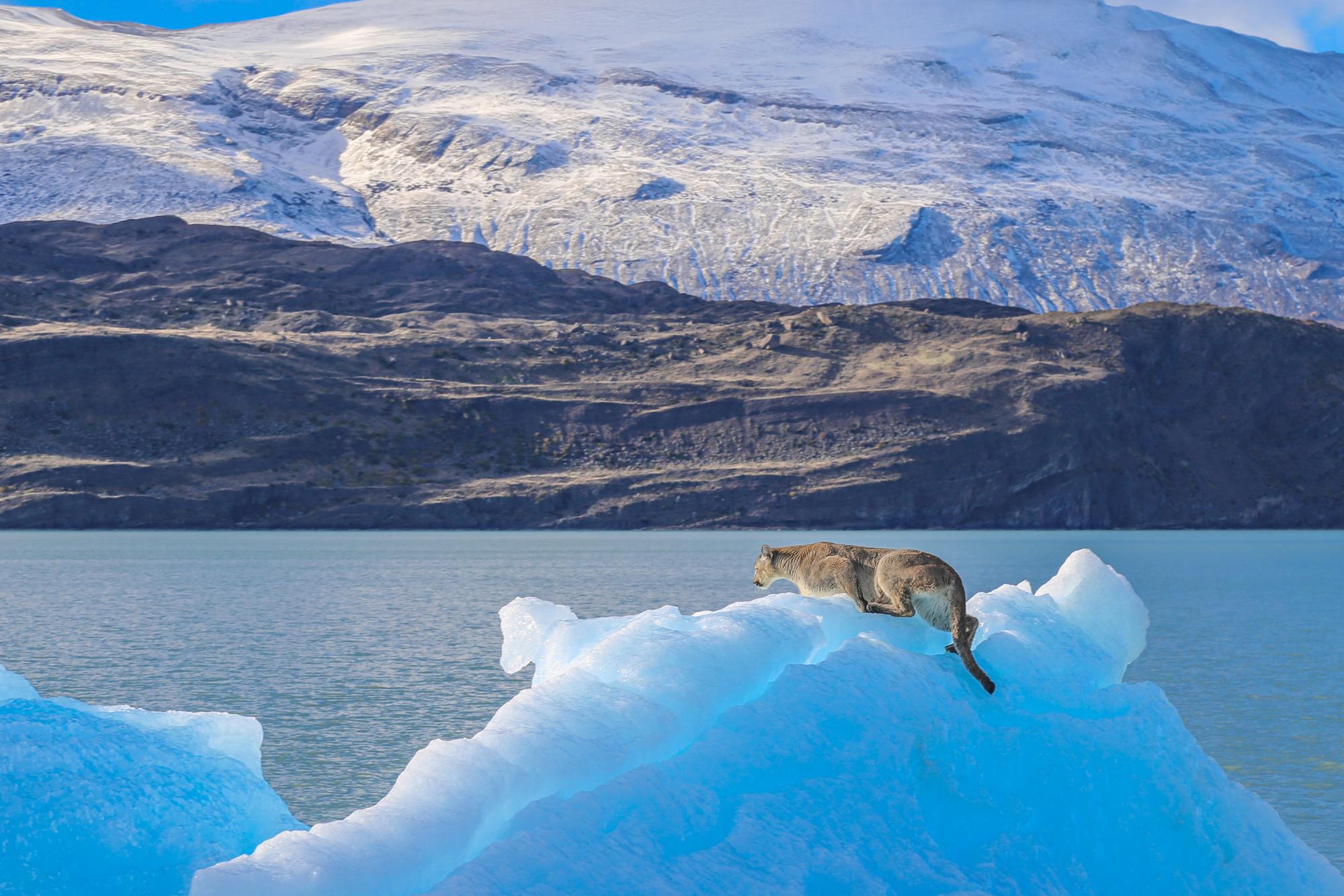Puma sobre un témpano celeste, con las montañas nevadas del Lago Argentino al fondo