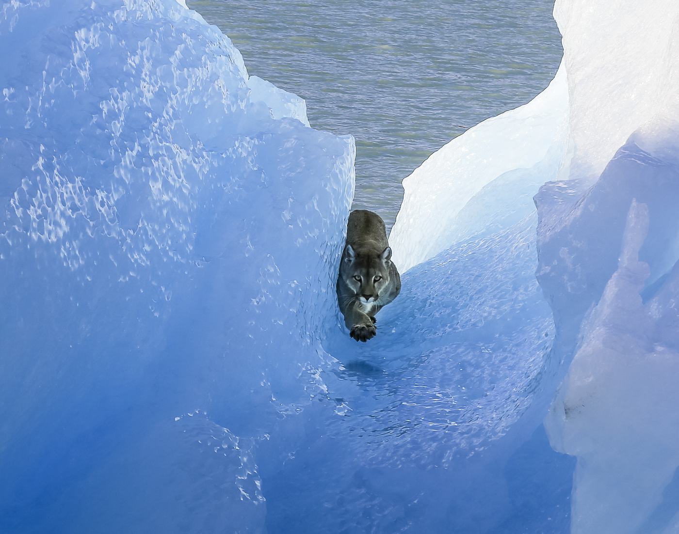 Puma avanzando por un canal de hielo azul
