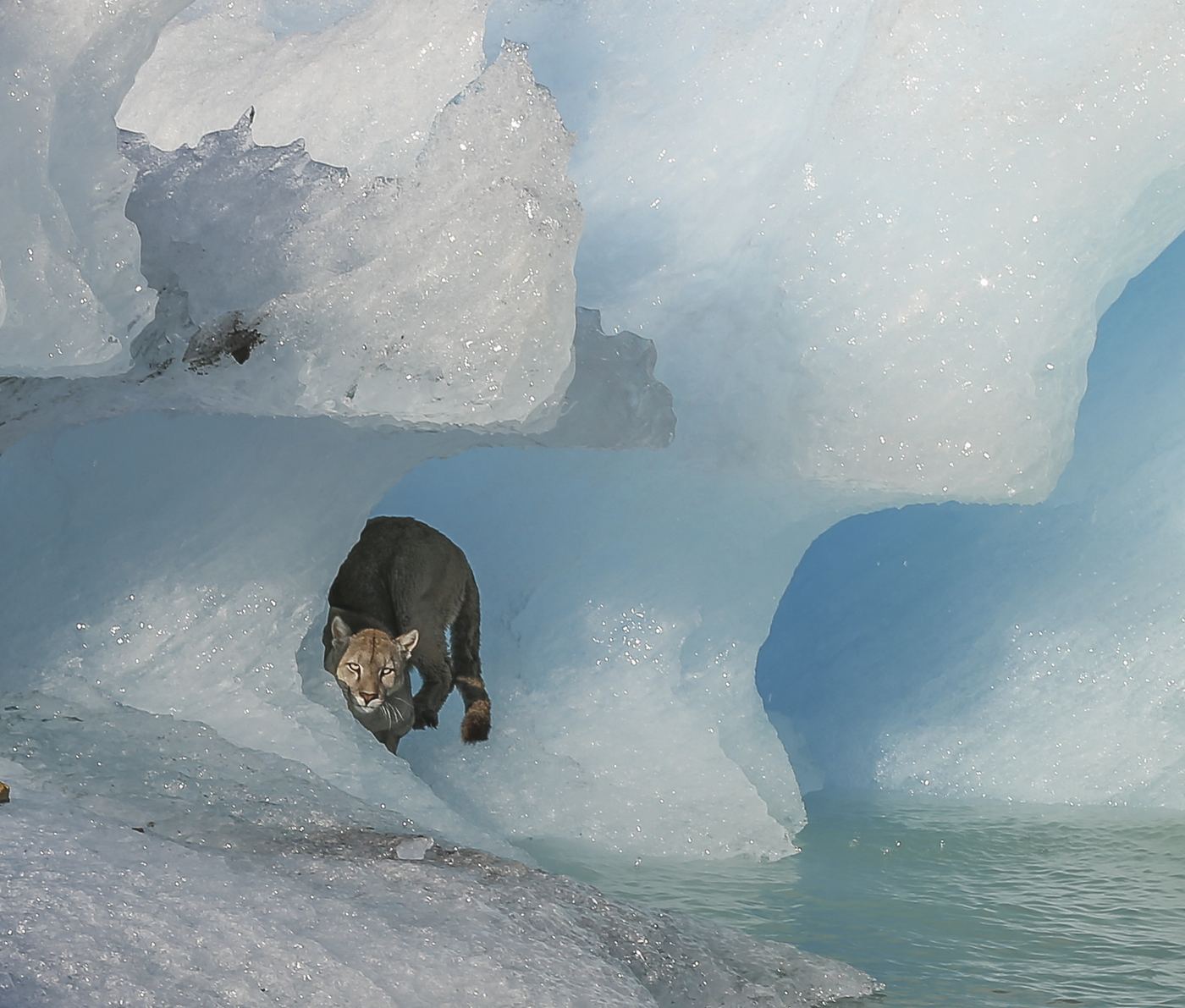 Puma saliendo de un arco de hielo